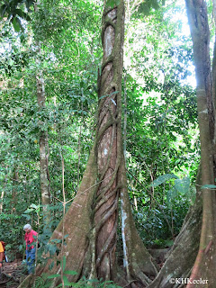 big strangler fig 