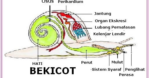 Filum MolluscaCatatan Wane (Berbagi Informasi)