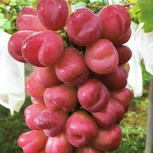 Jual Bibit Buah Anggur My Heart Yang Paling Bagus