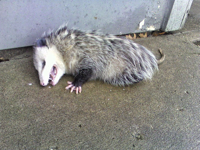 Opossum