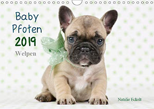 Baby Pfoten (Wandkalender 2019 DIN A4 quer): Welpen in ihren ersten Lebenswochen liebevoll in Szene gesetzt (Monatskalender, 14 Seiten ) (CALVENDO Tiere)