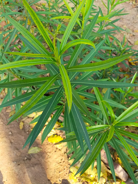 Podocarpus Plant Image