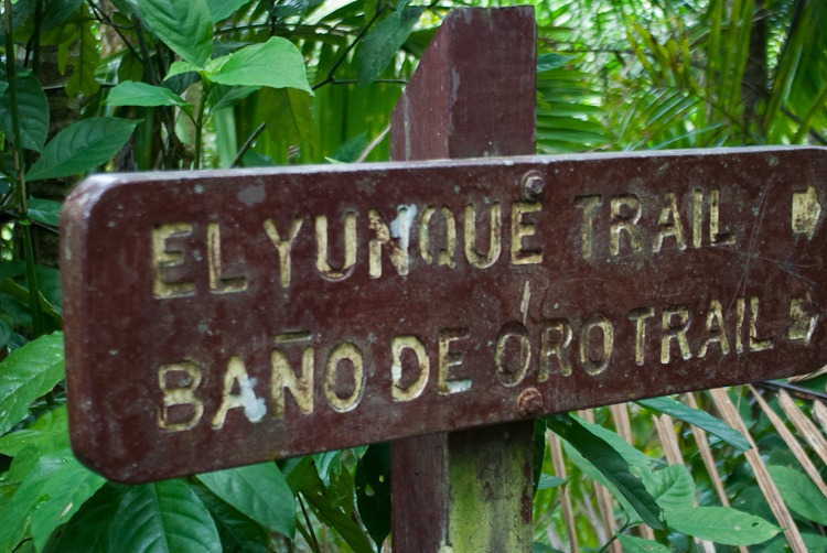 El Yunque Rainforest blog-30