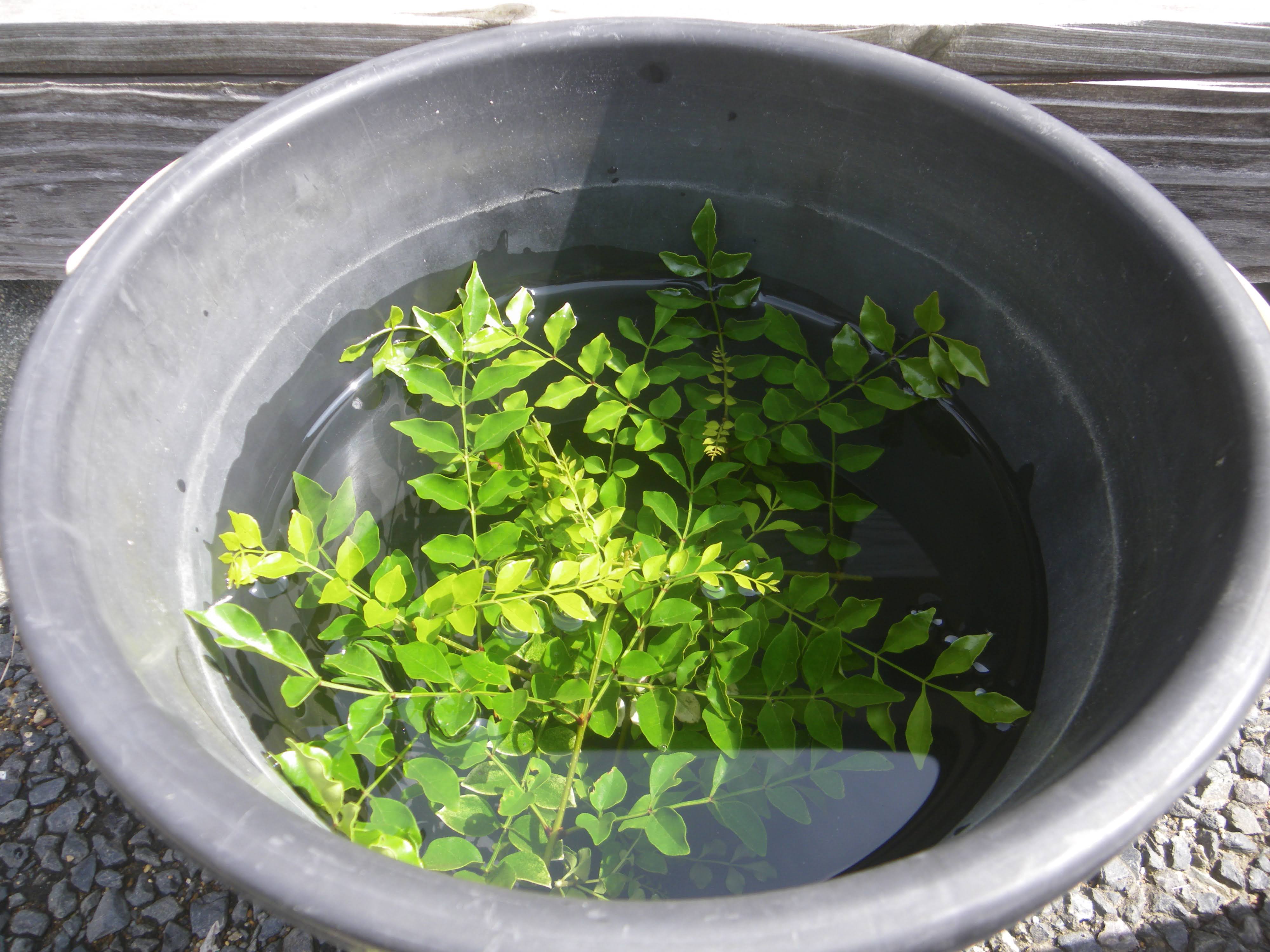 シマトネリコを挿し木で増やして 小さな鉢植えやミニ盆栽で楽しむ メダカの大工