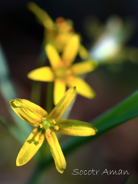 Gagea lutea