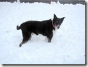 Minnie in the snow