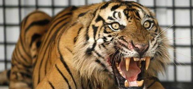 Info WONOGIRI: Harimau Jawa Masih Ada di Wonogiri?