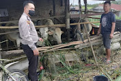Polres Simalungun laksanakan Kegiatan Sambang dan Penyuluh Mengenai PMK Pada Hewan  di Wilayah  kab Simalungun