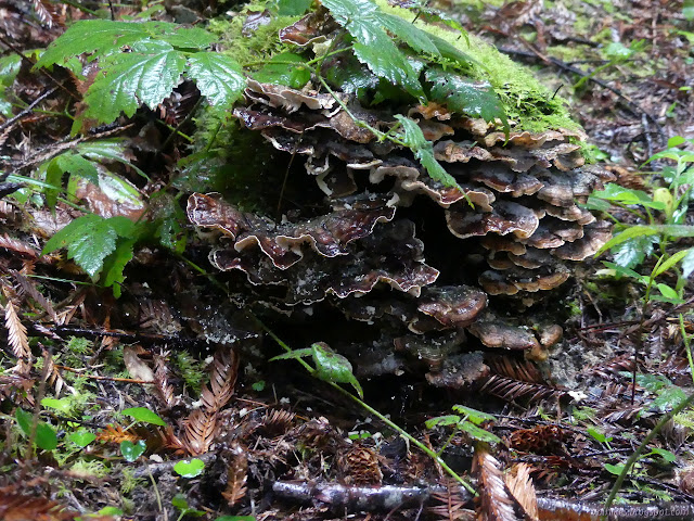 logs are good places to find fungus