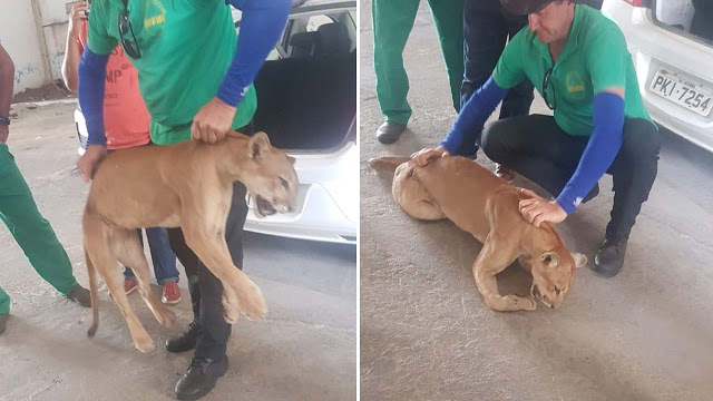 Onça ferida é capturada na região do Tombador, em Jacobina