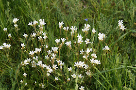 meadow saxifrage in bloom