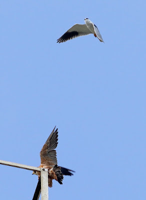 Peregrine Falcon (Shaheen) mobbed by Black winged kite