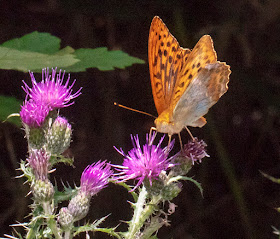 Silver-washed Fritillary, Argynnis paphia.  Crowborough Country Park, 6 July 2018.