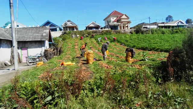 Penduduk Ranupani sedang panen