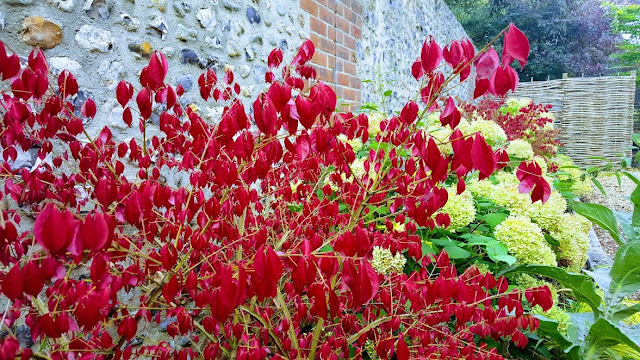 Euonymus alatus displaying red autumn colour against a sussex flint wall