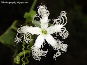 Wild Snake Gourd Flower