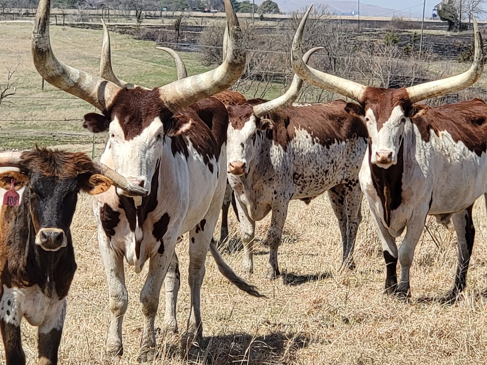 2021 Shidler Rodeo