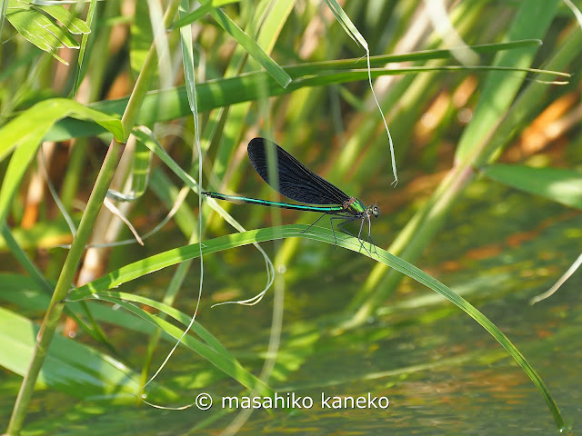 アオハダトンボ ♂