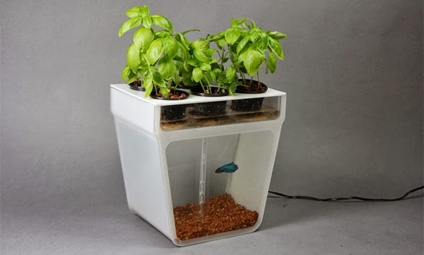 List Nation: 5 Unique DIY Betta Tank Ideas