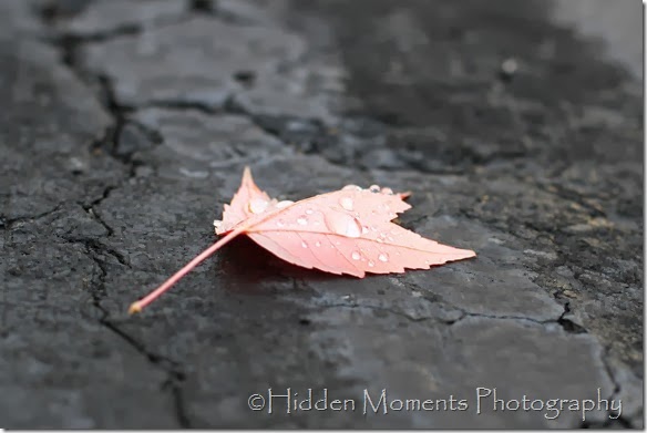 Fall Leaf Morning