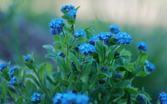 Flores Azules - Blue Flowers