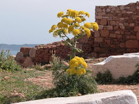 Miracle Plant used in ancient Greece rediscovered after 2,000 Years.