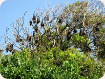 Flying Foxes