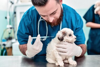 How To Take Care Of A Newborn Puppy Without Mother , deworming puppies