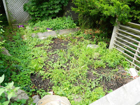 Leslieville Front Garden Cleanup Before by Paul Jung Gardening Services--a Toronto Organic Gardening Company