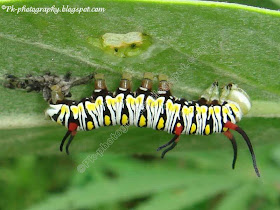 Plain Tiger Larvae