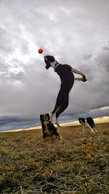 3 rescue dogs playing fetch