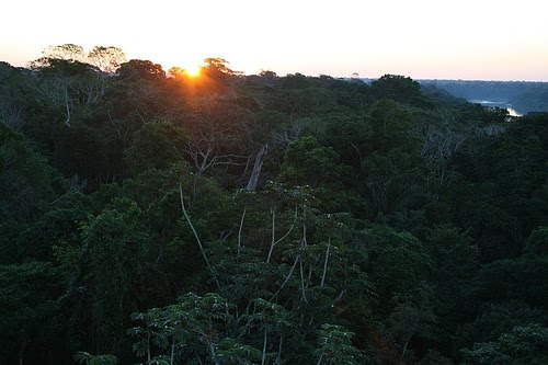 The Amazon  Rainforest