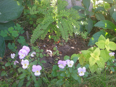 [Photo: Adiantum pedatum, Viola 'Purple Penny Picotee', and Solenostemon scutellaroides 'Golden Wizard'.]