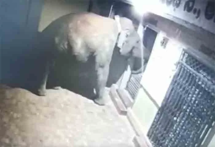 News,National,India,Bangalore,Elephant,Wild Elephants,Humor,Video,CCTV,Social-Media, Elephant eats 4 quintals of rice from godown in K'taka, video out