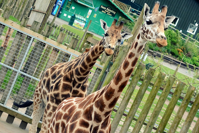 Giraffes at Blair Drummond Safari Park