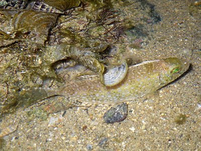 White-spotted Rabbitfish (Siganus canaliculatus)