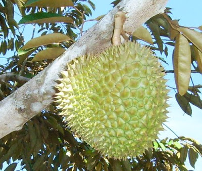 durian trees