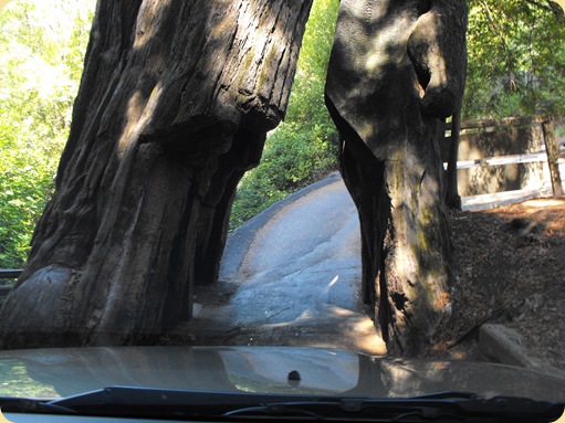 Avenue of the Giants-Ancient Redwoods 133
