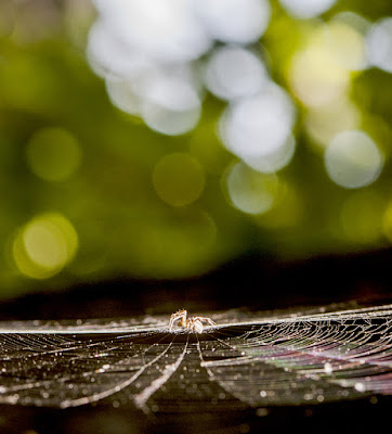 Ташкент лето паук яркий разноцветный  Spider Tashkent summer  bright  colorful