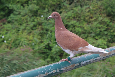 Stedsdo - Stadsduif - Columba livia domestica