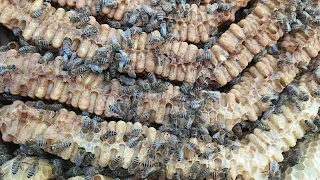 honey-bee-drone-brood.webp