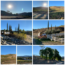 Out last morning in the vineyard!