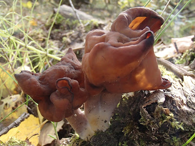 Gyromitra infula piestrzenica infułowata