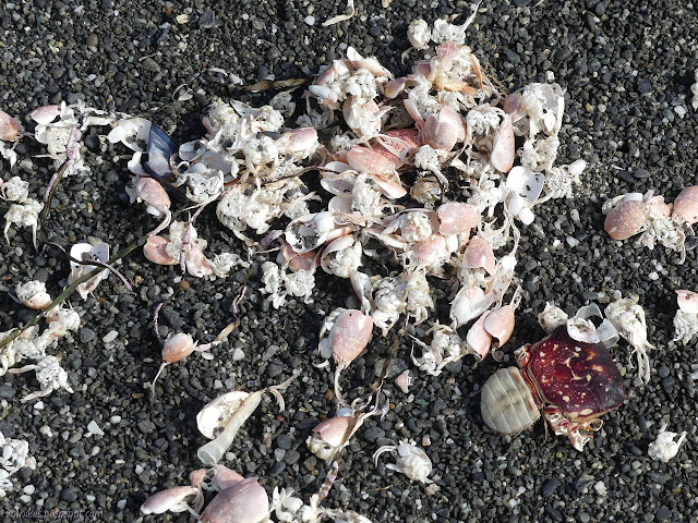 crab shells