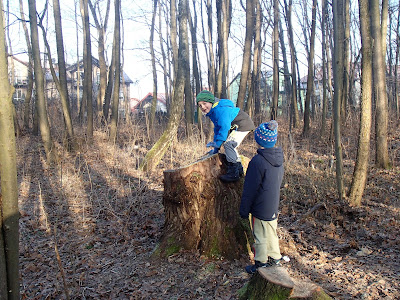 grzyby 2016, grzyby w grudniu, grzyby w zimie, zimowe grzybobranie, maślanka ceglasta Hypholoma lateritium, zimówka aksamitnotrzonowa Flammulina velutipes, uszak bzowy Auricularia auricula-judae, kisielnica kędzierzawa. Exidia nucleata