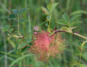 Robin's Pincushion gall, caused by the wasp Diplolepis rosae, on a wild rose on Hutchinson's Bank, 9 August 2011.