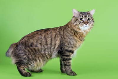 Asal usul Kucing American Bobtail