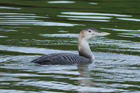 White-billed Diver - Lincolnshire