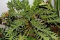 Philodendron xanadu plant - Thaumatophyllum xanadu care
