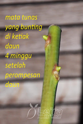 TIPS Membuat Bibit Sambung Pucuk Cleft Grafting Leira 